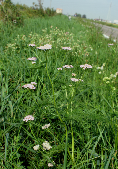 Achillea millefolium